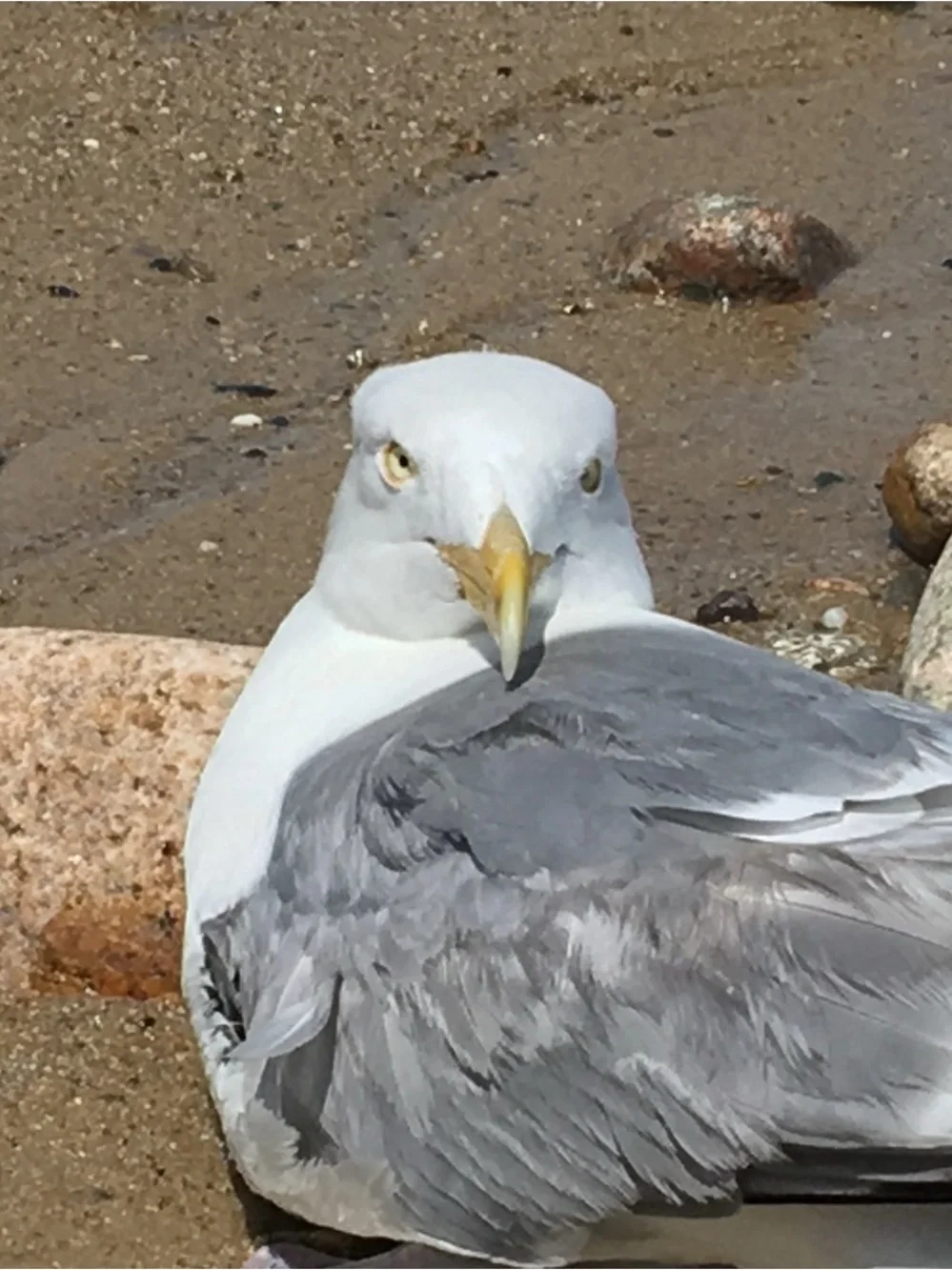 Original Artwork “The Grumpy Seagull” On Canvas - 4”x4” - Picture 7 of 7
